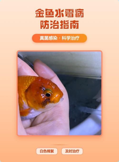 如何區分金龍魚的白毛病和寄生蟲？（如何區分金龍魚的白毛病與寄生蟲感染？）