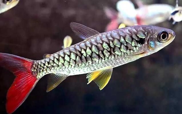 祥龍魚場的紅尾平克魚質量如何？（祥龍魚場的紅尾平克魚質量分析）