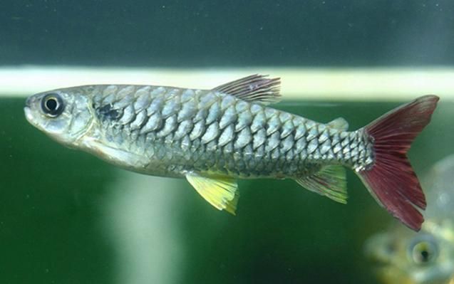 祥龍魚場的紅尾平克魚質量如何？（祥龍魚場的紅尾平克魚質量分析）