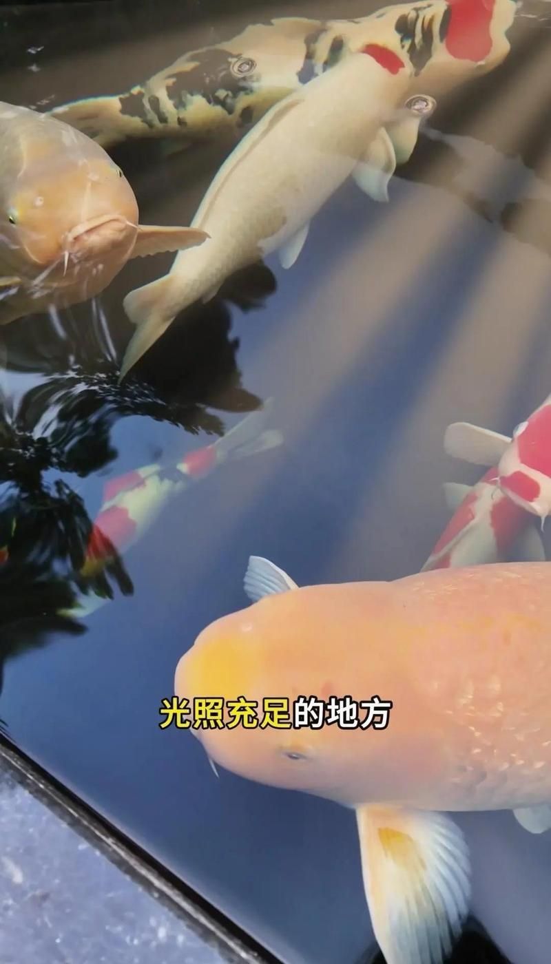 魚缸的位置擺放有什么講究？（客廳魚缸擺放位置大揭秘）