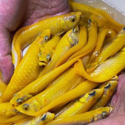 詳細(xì)閱讀:白子黃化銀龍魚的市場(chǎng)價(jià)格波動(dòng)大嗎?(白子黃化銀龍魚價(jià)格波動(dòng)是多重因素共同作用的結(jié)果) 白子黃化銀龍魚的市場(chǎng)價(jià)格波動(dòng)大嗎?(白子黃化銀龍魚價(jià)格波動(dòng)是多重因素共同作用的結(jié)果)