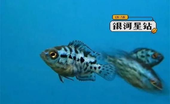 銀河星鉆混養(yǎng)需要多大的魚(yú)缸？（銀河星鉆混養(yǎng)實(shí)景圖）