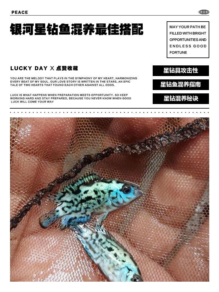 銀河星鉆混養(yǎng)需要多大的魚(yú)缸？（銀河星鉆混養(yǎng)實(shí)景圖）