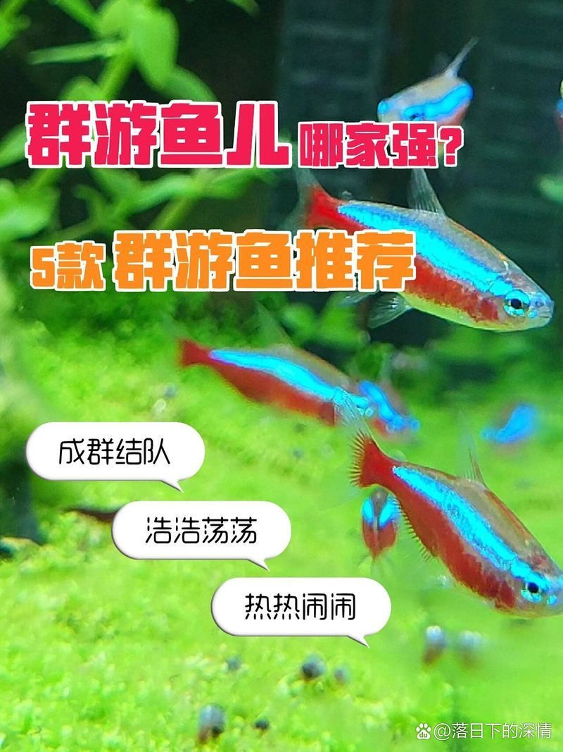 魚缸里哪些魚適合群養？（新手群養魚搭配清單|群游熱帶魚大混養）