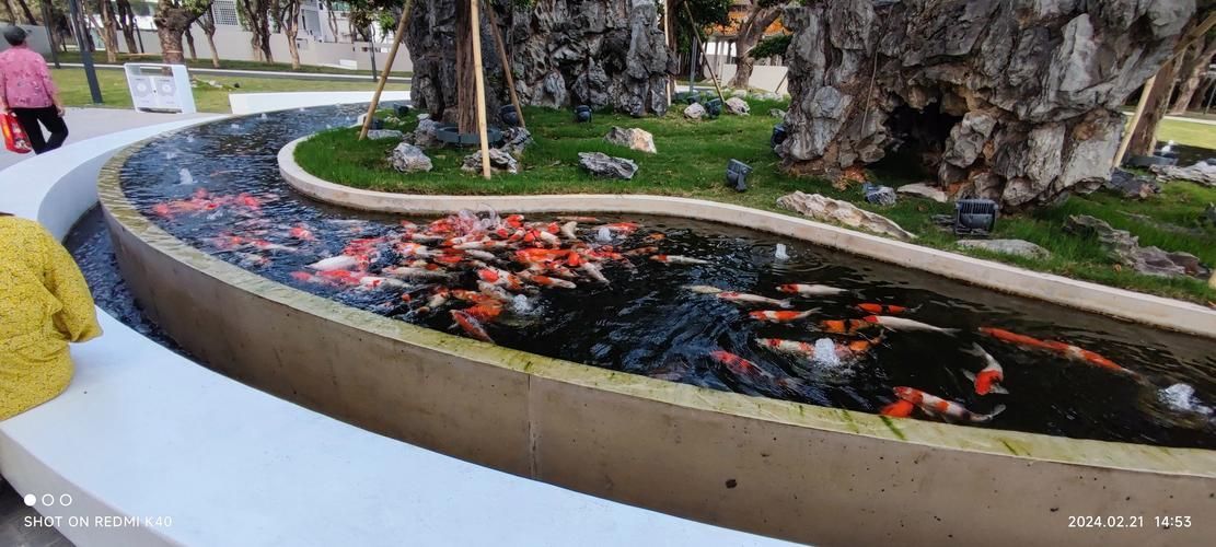 中國哪些地方適合釣龍魚（中國哪些地區適合釣龍魚？）