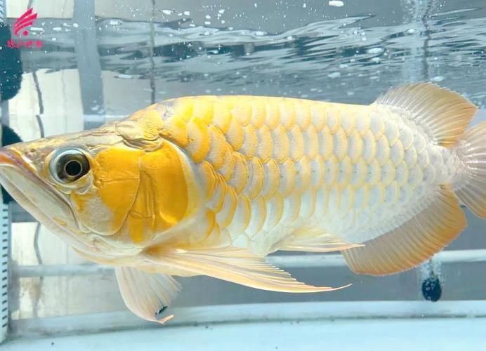 中國哪些地方適合釣龍魚（中國哪些地區適合釣龍魚？）