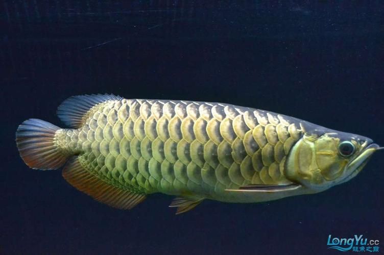 金龍魚用白燈還是黃燈更健康？（金龍魚使用白燈和黃燈哪個更養眼？）