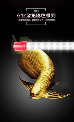 金龍魚用白燈還是黃燈更健康？（金龍魚使用白燈和黃燈哪個更養眼？）