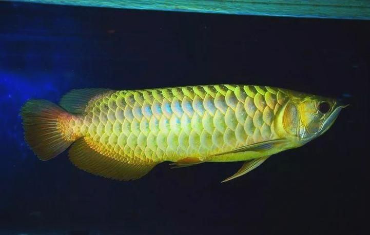 金龍魚用白燈還是黃燈更健康？（金龍魚使用白燈和黃燈哪個更養眼？）