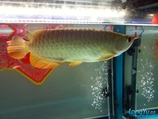 金龍魚用白燈還是黃燈更健康？（金龍魚使用白燈和黃燈哪個更養眼？）