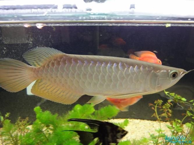 金龍魚用白燈還是黃燈更健康？（金龍魚使用白燈和黃燈哪個更養眼？）