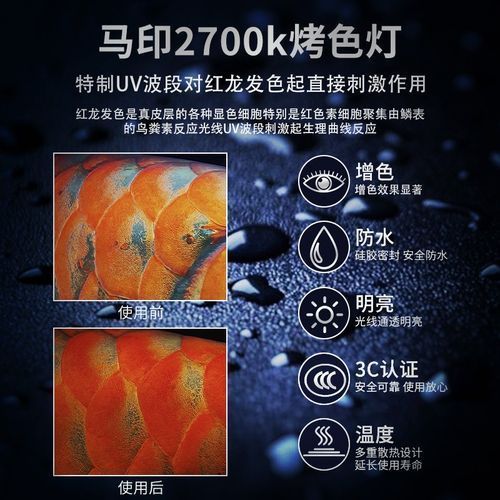 金龍魚用白燈還是黃燈更健康？（金龍魚使用白燈和黃燈哪個更養眼？）