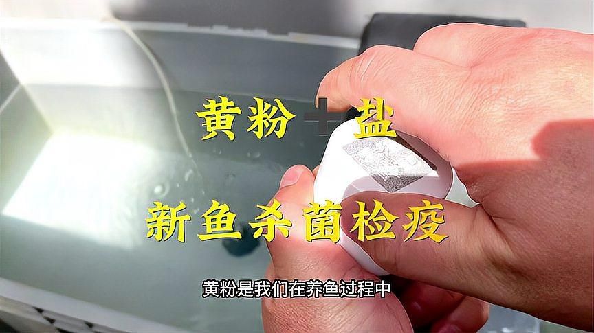 哪些藥物可以安全地用于龍魚藥浴？（龍魚常用藥浴劑量查查表）
