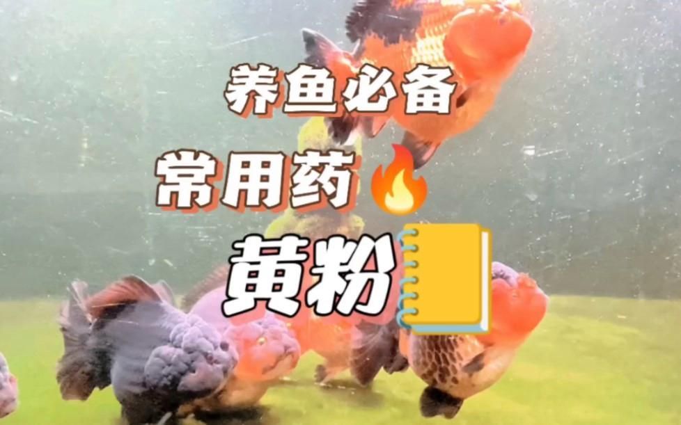 哪些藥物可以安全地用于龍魚藥浴？（龍魚常用藥浴劑量查查表）