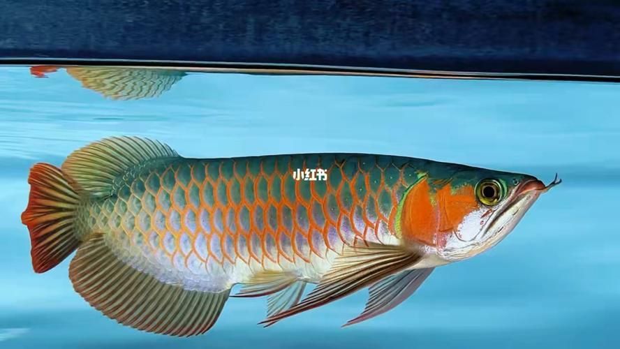 給我推薦幾條品相好的紅龍魚（如何挑選一只紅龍魚）