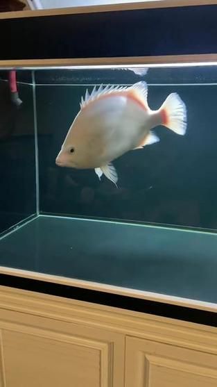 白色突變系虎斑恐龍魚的價(jià)格是多少？（揭開白色突變系虎斑恐龍魚價(jià)格之謎）