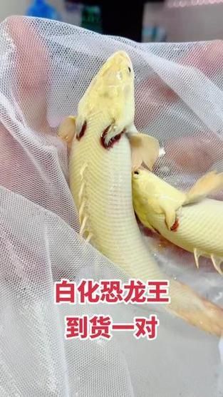 白色突變系虎斑恐龍魚的價(jià)格是多少？（揭開白色突變系虎斑恐龍魚價(jià)格之謎）
