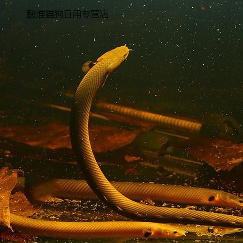 白色突變系虎斑恐龍魚的價(jià)格是多少？（揭開白色突變系虎斑恐龍魚價(jià)格之謎）