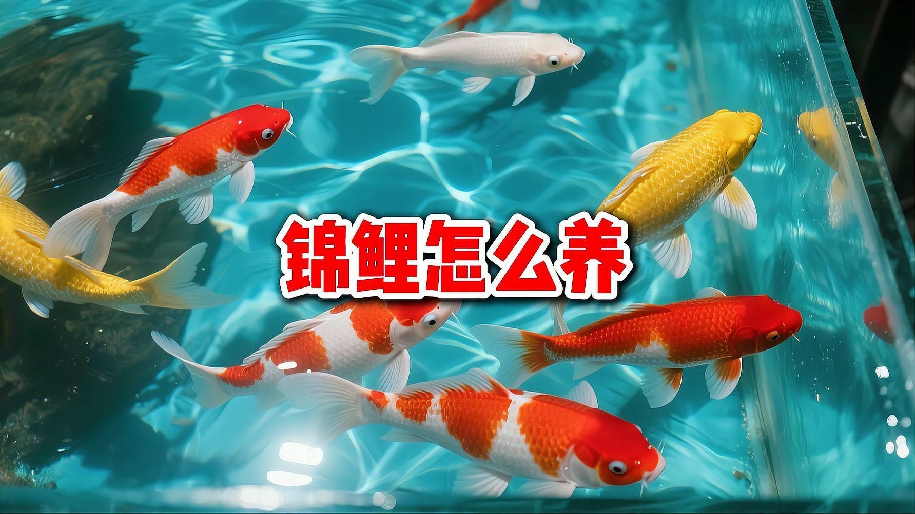 錦鯉魚需要多大的魚缸？（養錦鯉，魚缸大小絕不是“越大越好”這么簡單）