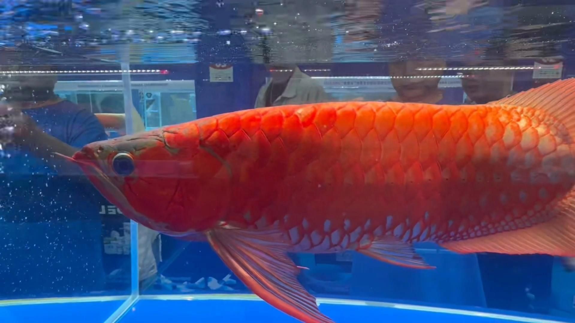 如何參與2025年龍魚大賽的報名？（2025年長城杯世界龍魚大賽報名流程圖、賽事現(xiàn)場圖和獲獎魚只視頻）