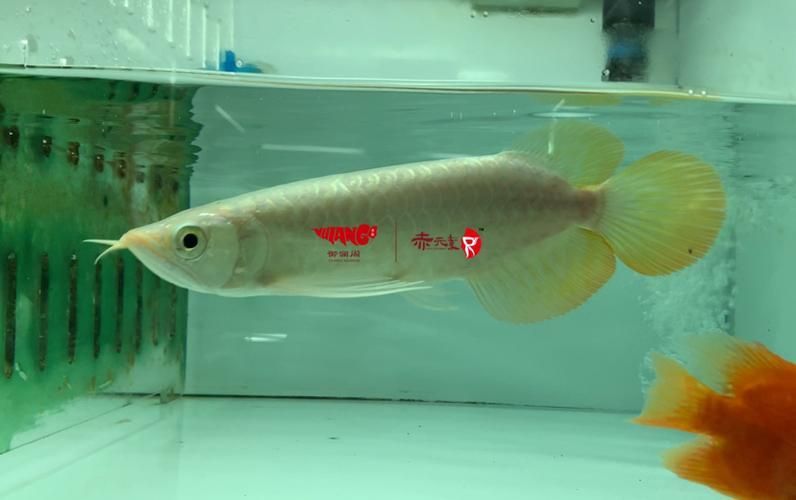如何合法交易渝北龍魚？（合法買賣渝北龍魚的全流程詳解）