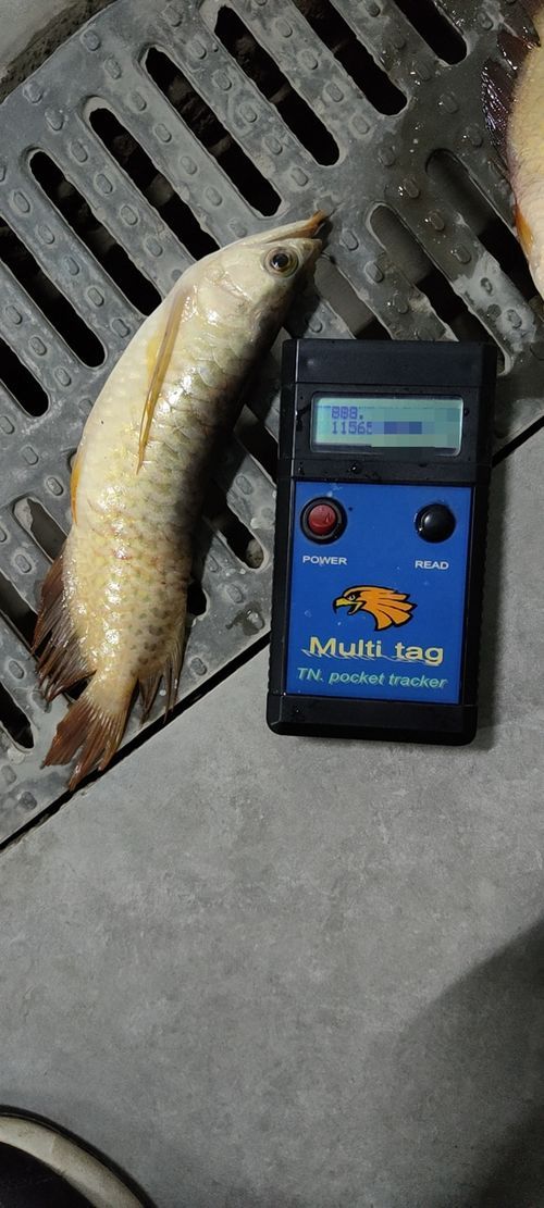 如何合法交易渝北龍魚？（合法買賣渝北龍魚的全流程詳解）