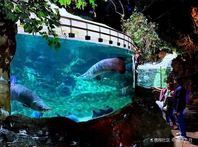 金龍魚和巨骨舌魚的價格差異大嗎？（金龍魚與巨骨舌魚價格差異）