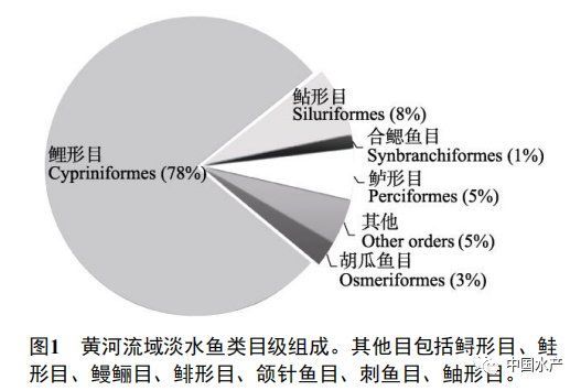 黃河鱈龍魚的生長環境如何？（關于黃河鱈龍魚的生態學）