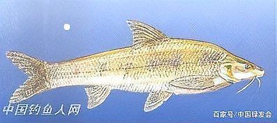 黃河鱈龍魚的生長環境如何？（關于黃河鱈龍魚的生態學）
