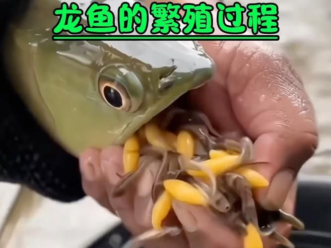 給我一些銀龍魚(yú)的繁殖圖片（關(guān)于銀龍魚(yú)繁殖的一些圖片）