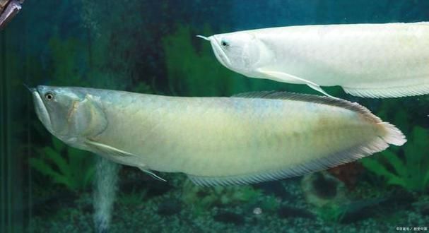 給我一些銀龍魚(yú)的繁殖圖片（關(guān)于銀龍魚(yú)繁殖的一些圖片）
