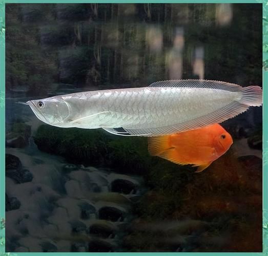 給我一些銀龍魚(yú)的繁殖圖片（關(guān)于銀龍魚(yú)繁殖的一些圖片）