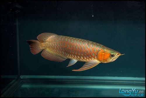 紅龍魚鱗片紅框有哪些類型？（紅龍魚的發(fā)色特點(diǎn)）