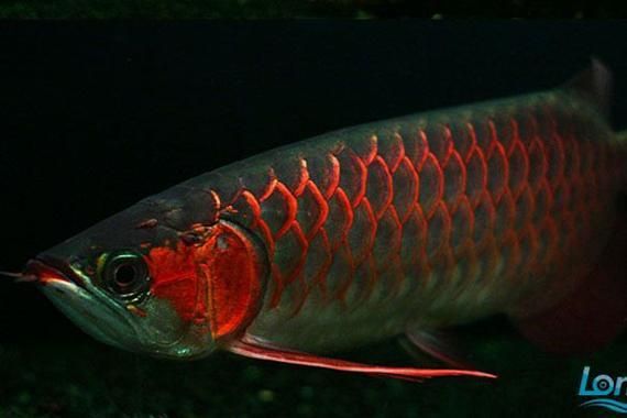 紅龍魚鱗片紅框有哪些類型？（紅龍魚的發(fā)色特點(diǎn)）