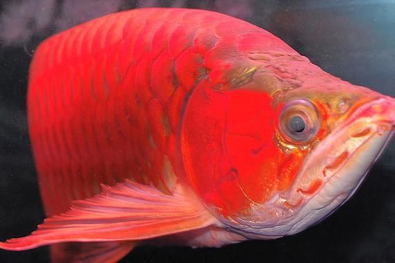 紅龍魚鱗片紅框有哪些類型？（紅龍魚的發(fā)色特點(diǎn)）