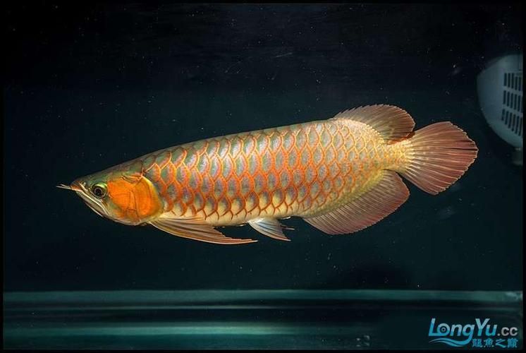 紅龍魚鱗片紅框有哪些類型？（紅龍魚的發(fā)色特點(diǎn)）