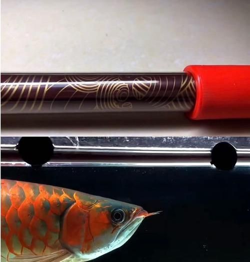 龍魚燈6700K與6500K哪個更適合金龍魚？（金龍魚6700k和6500k燈光使用技巧）