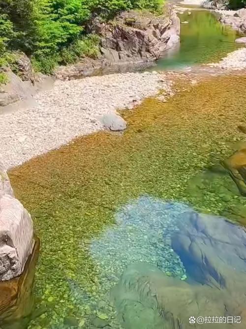 獨山龍魚的生長環境是什么樣的？（獨山龍魚生長環境）
