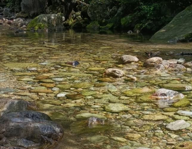 獨山龍魚的生長環境是什么樣的？（獨山龍魚生長環境）