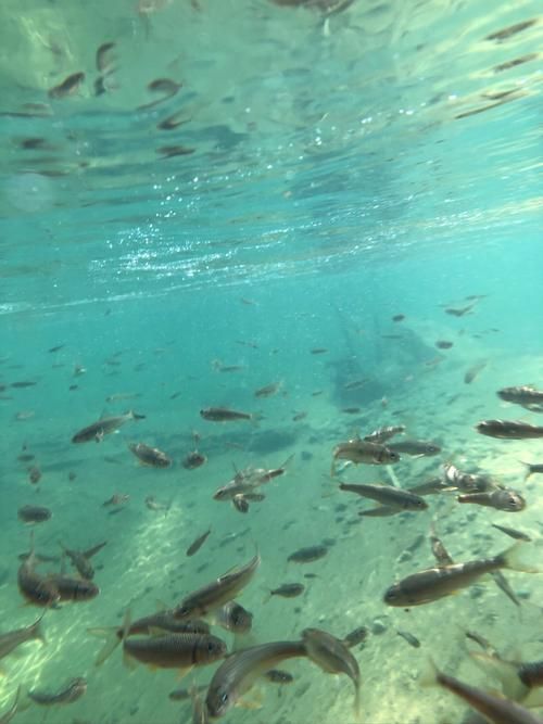 獨山龍魚的生長環境是什么樣的？（獨山龍魚生長環境）