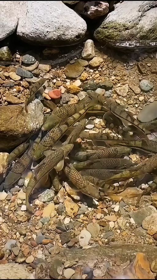 獨山龍魚的生長環境是什么樣的？（獨山龍魚生長環境）