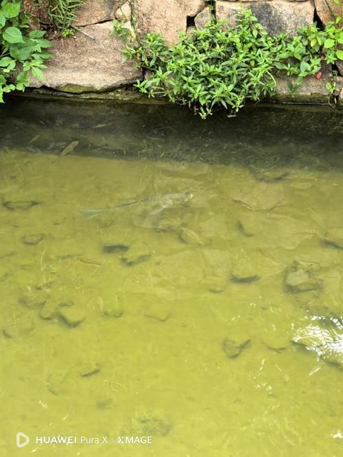 獨山龍魚的生長環境是什么樣的？（獨山龍魚生長環境）