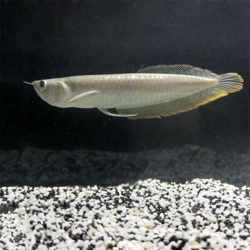 黃化銀龍魚(yú)和銀龍魚(yú)哪個(gè)更有價(jià)值？（黃化銀龍魚(yú)有哪些品相差異？）
