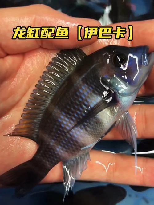 伊巴卡和龍魚(yú)混養(yǎng)需要多大的魚(yú)缸？（伊巴卡（ibaqa與非洲慈鯛混養(yǎng)所需的魚(yú)缸尺寸建議）