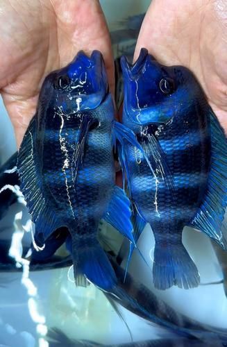 伊巴卡和龍魚(yú)混養(yǎng)需要多大的魚(yú)缸？（伊巴卡（ibaqa與非洲慈鯛混養(yǎng)所需的魚(yú)缸尺寸建議）