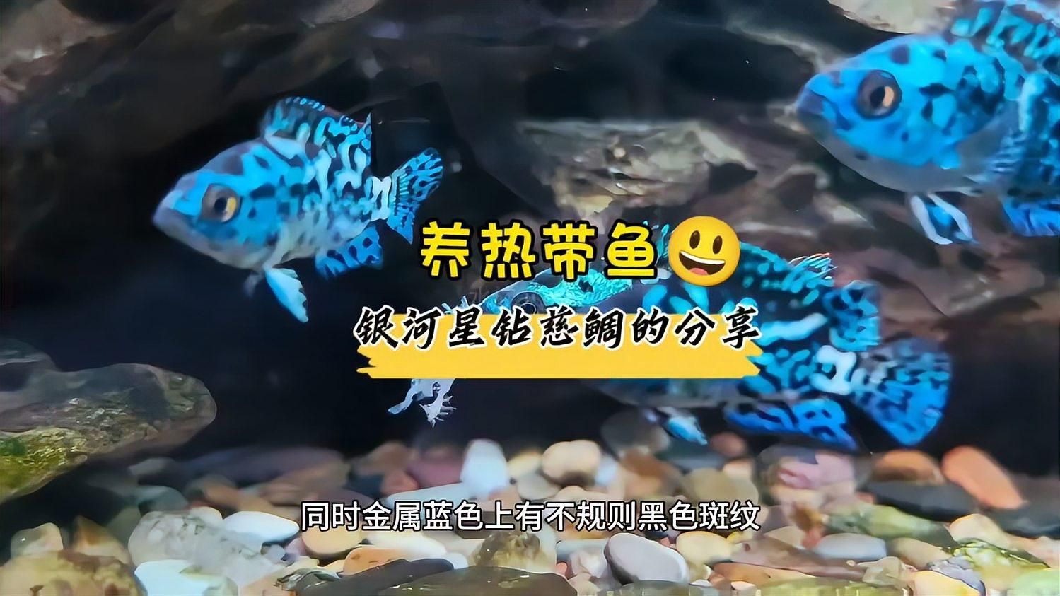 銀河星鉆魚需要多大的魚缸？（銀河星鉆魚怎么養(yǎng)？）