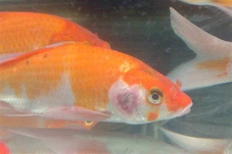 金魚身上潰爛能自愈嗎（金魚身上潰爛是否能自愈）