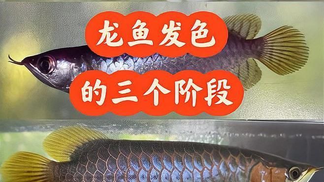 紅龍魚變色過程中需要注意什么？（紅龍魚發色階段對照表）