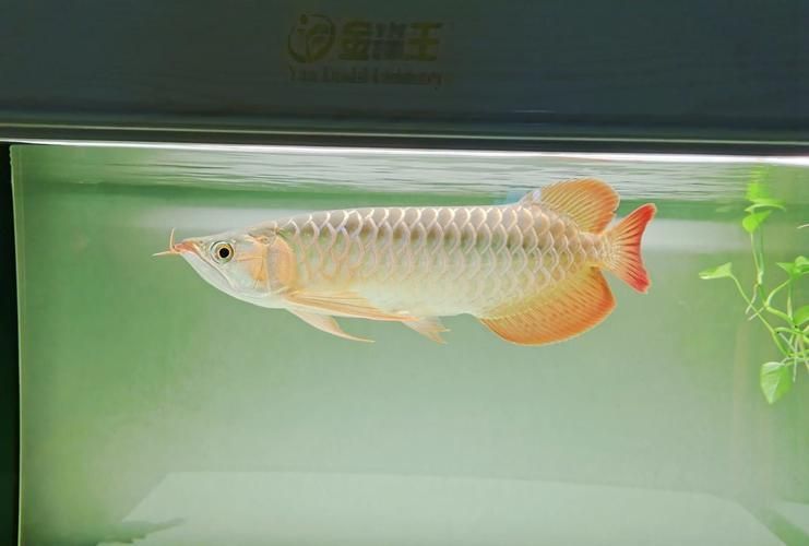 2700K和6700K燈光下紅龍魚的對比圖（2700k和6700k燈光下紅龍魚的對比圖）
