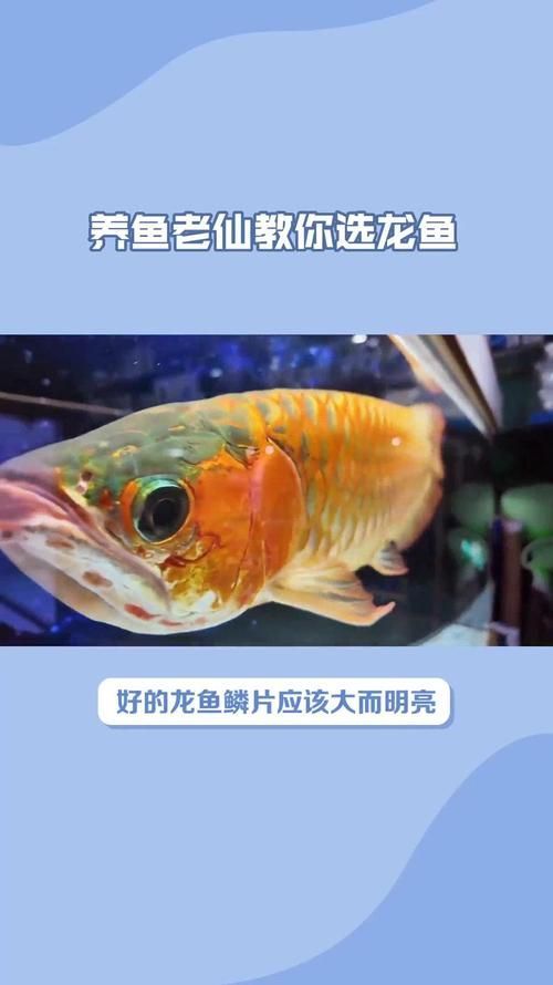 如何挑選新鮮涉縣龍魚？（中國(guó)河北省涉縣龍魚公開記錄，如何挑選新鮮且健康的涉縣龍魚）